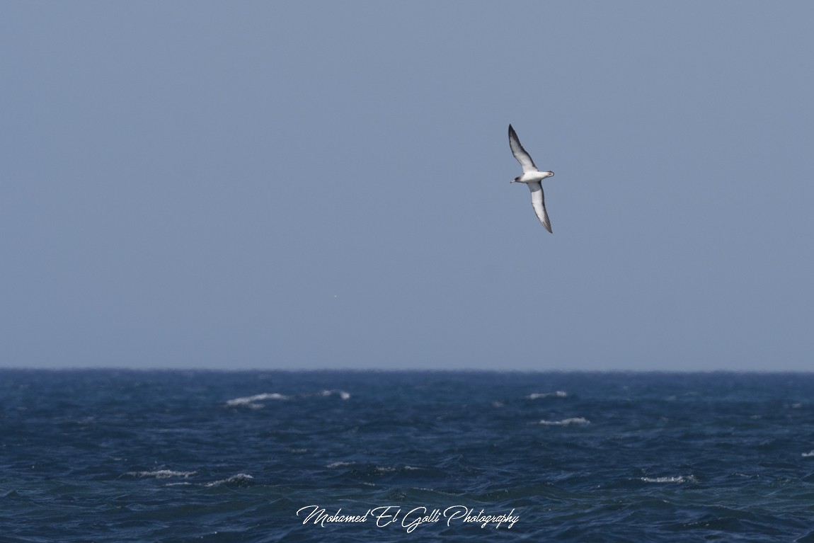 Scopoli's Shearwater - ML634188050