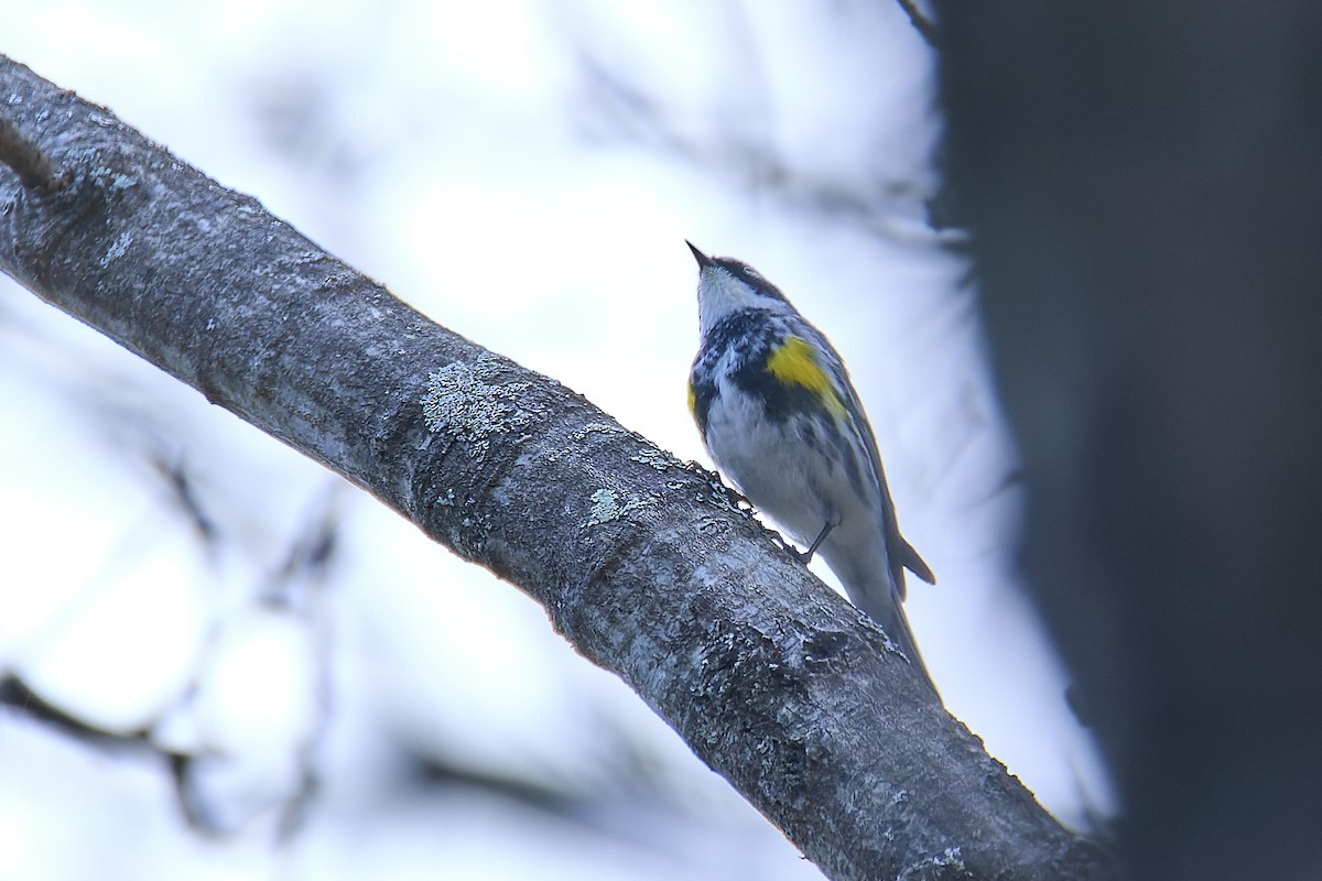 Миртовый певун (coronata) - ML634188128