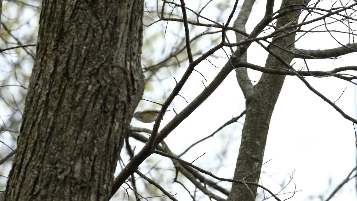 Blue-headed Vireo - ML634188137