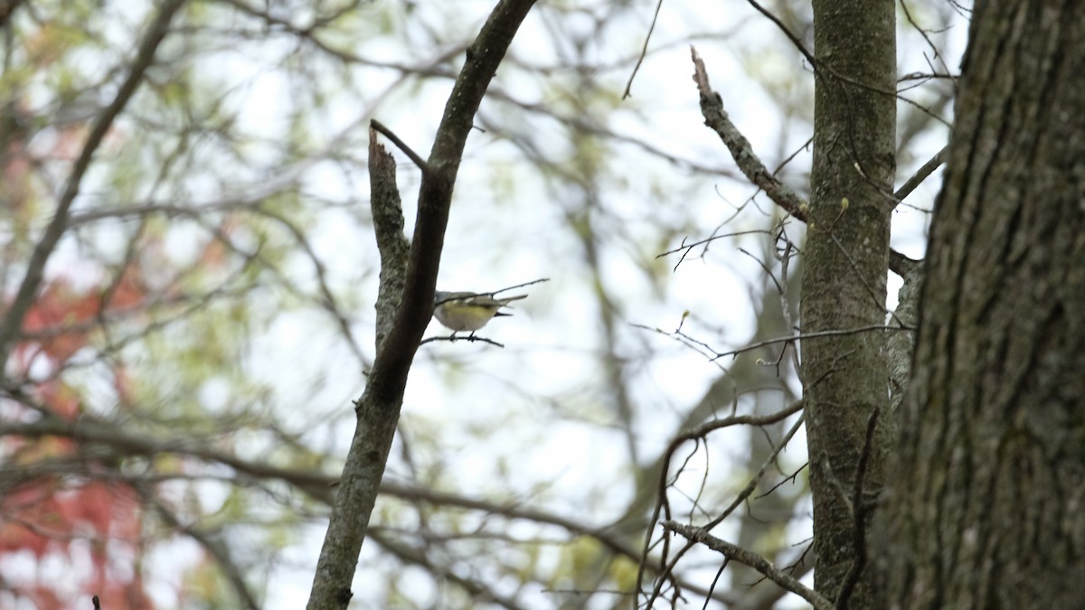 Blue-headed Vireo - ML634188139