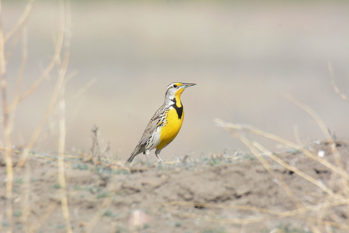 Western Meadowlark - ML634188430