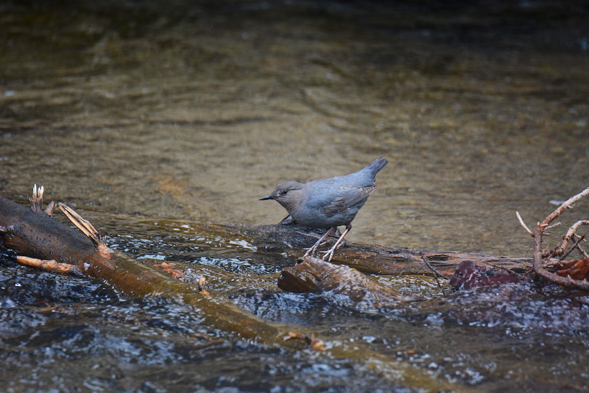 American Dipper - ML634188458