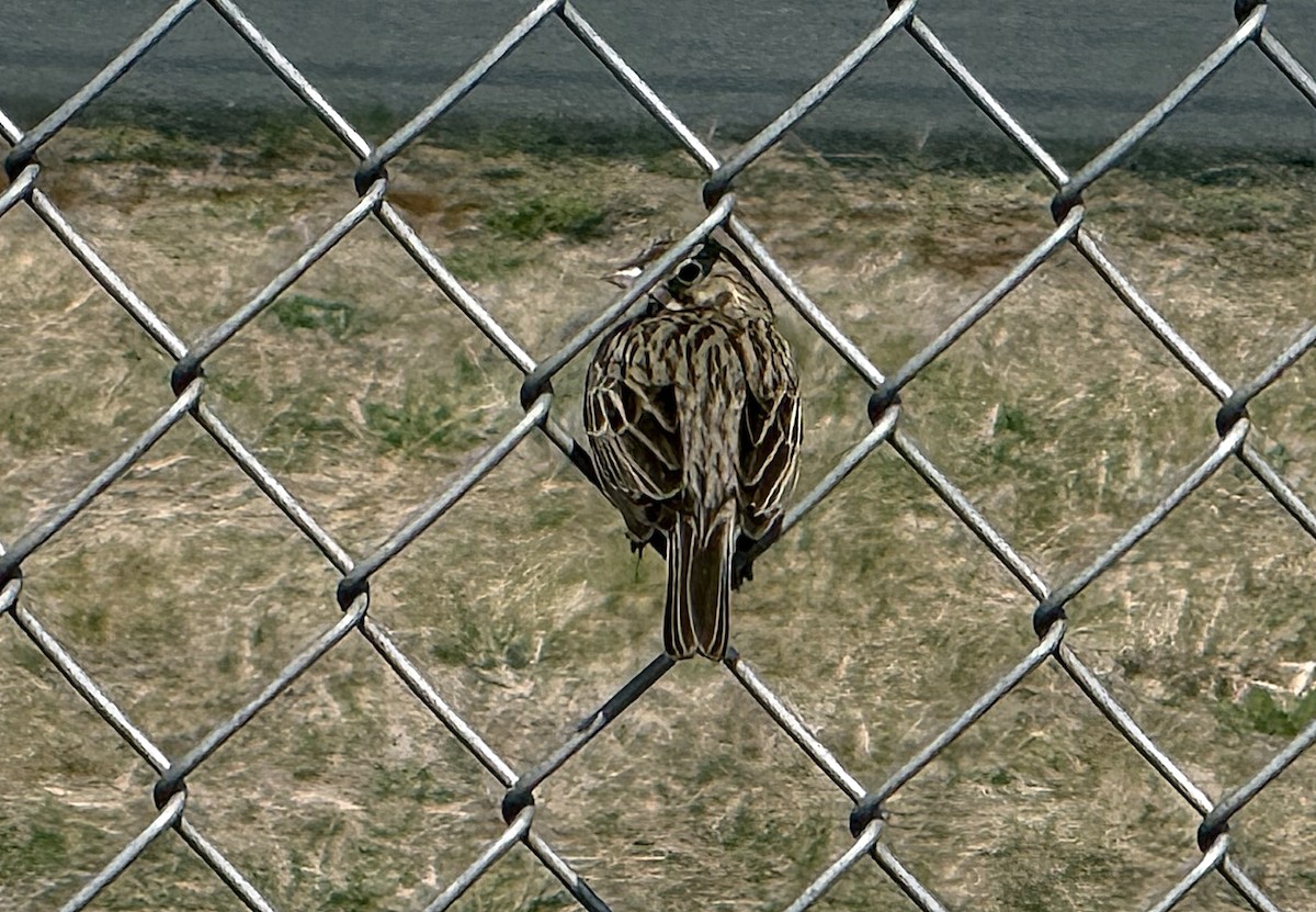 Vesper Sparrow - ML634188921