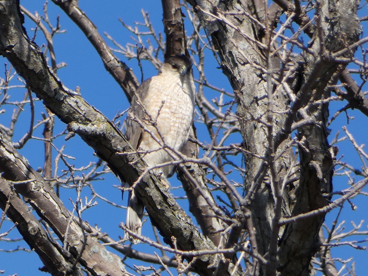 Cooper's Hawk - ML634189512