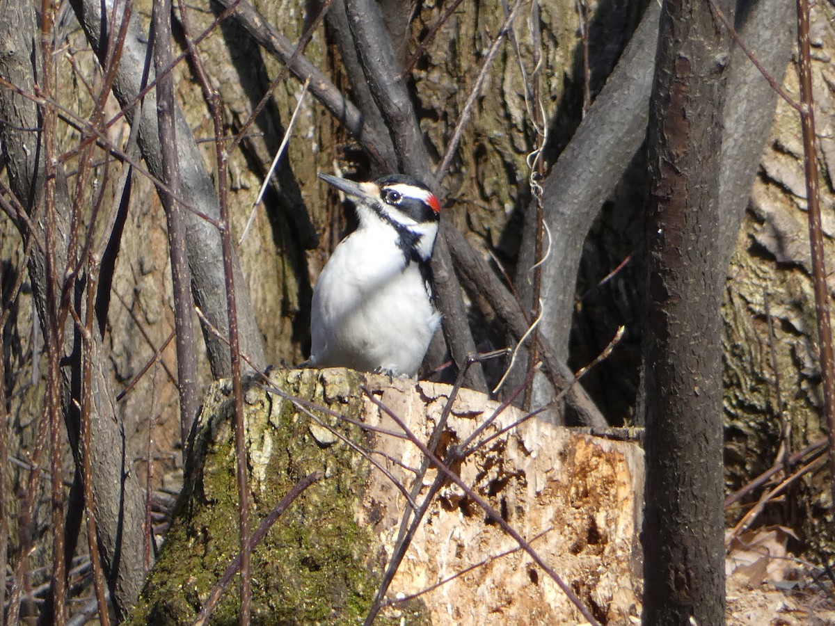 Hairy Woodpecker - ML634189535