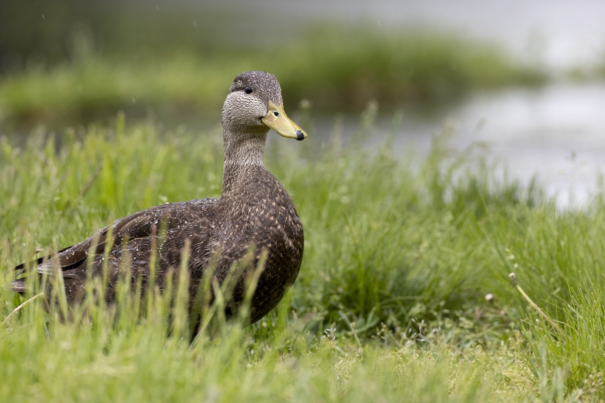 American Black Duck - ML634189605