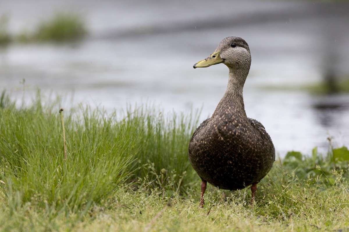 American Black Duck - ML634189606