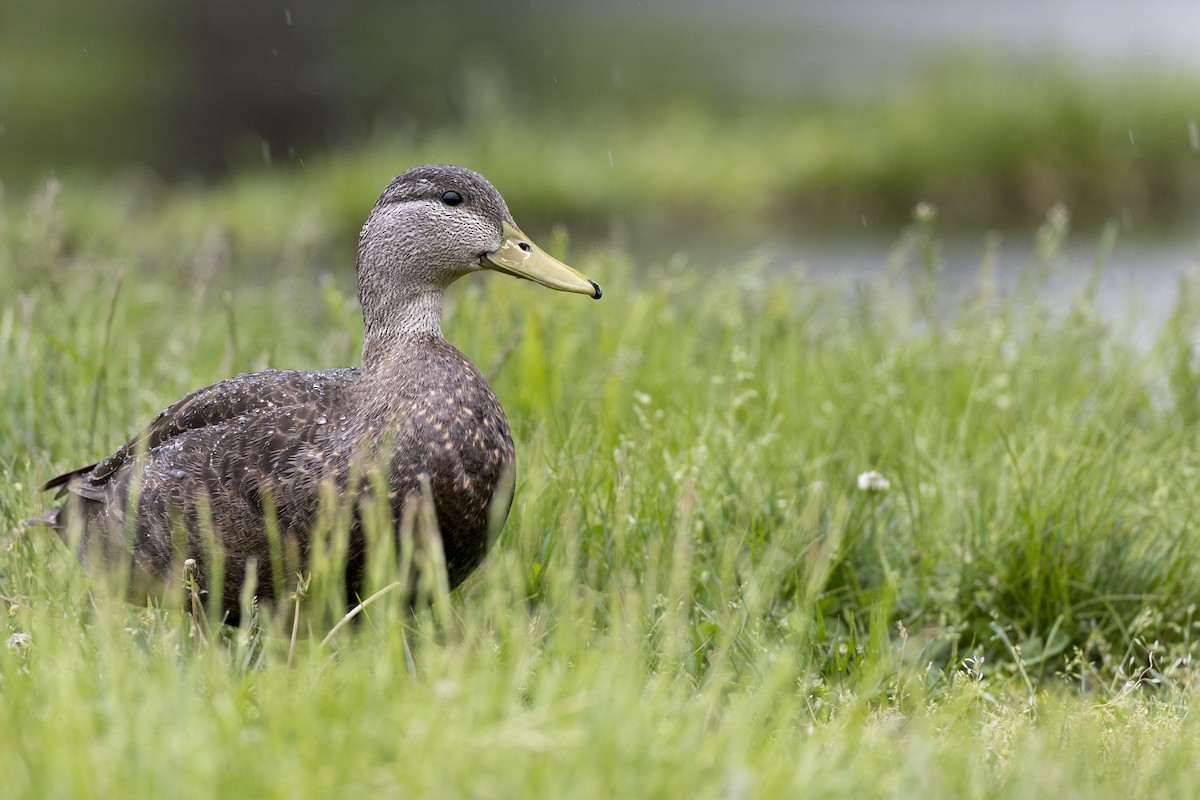 American Black Duck - ML634189607