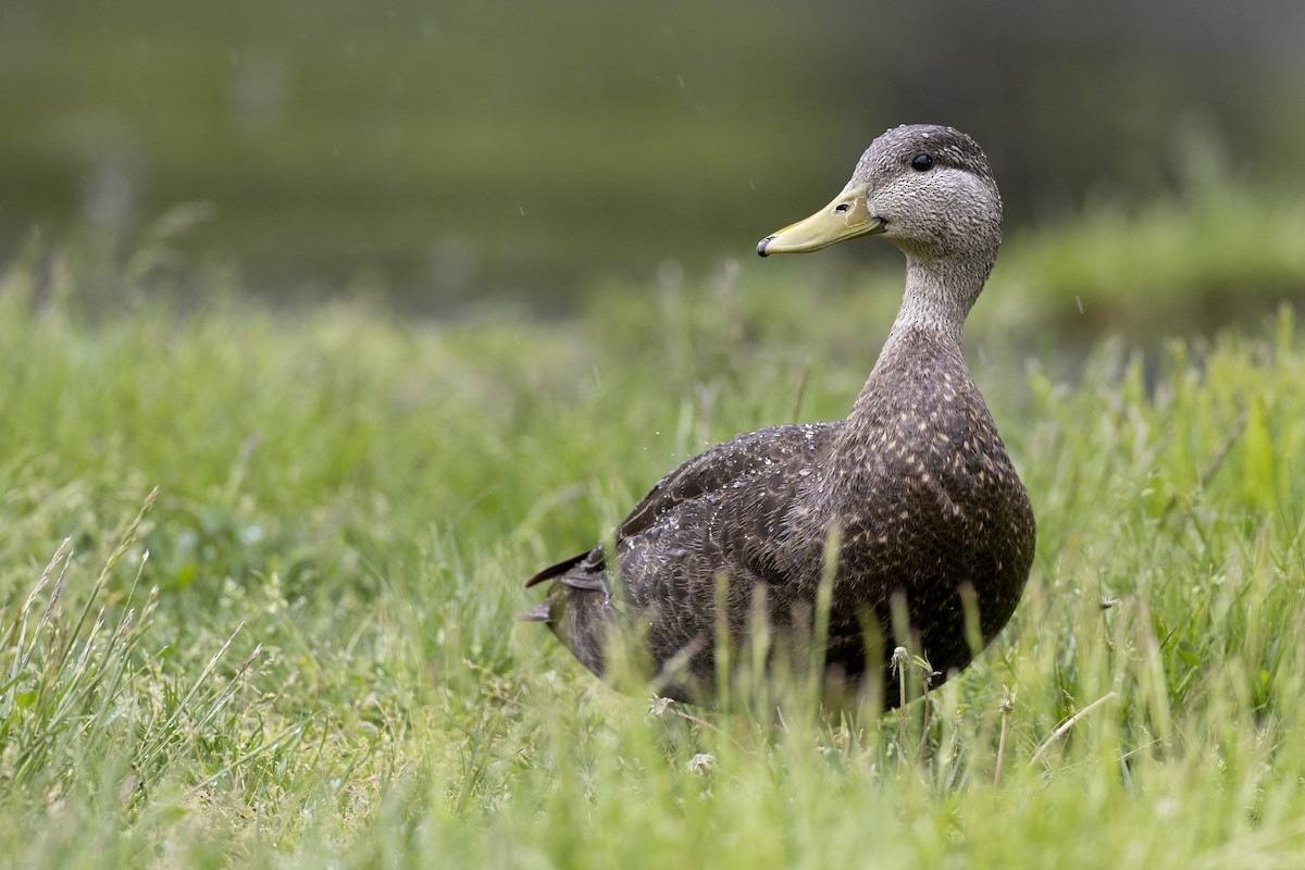 American Black Duck - ML634189608