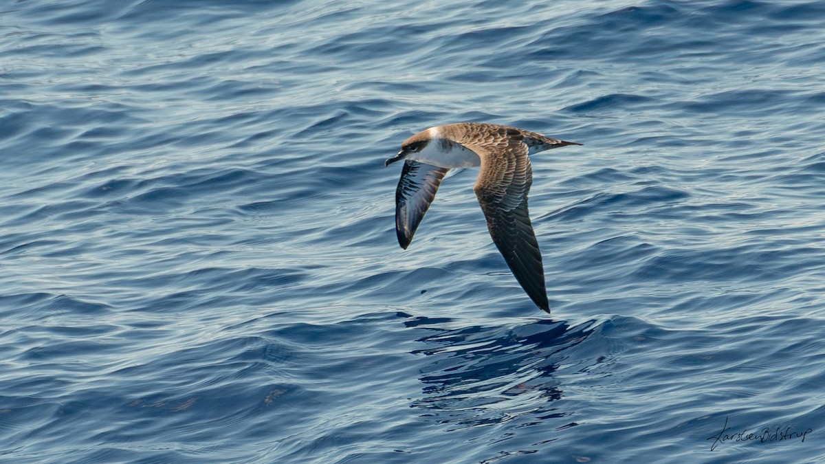 Atlantiksturmtaucher - ML634189626
