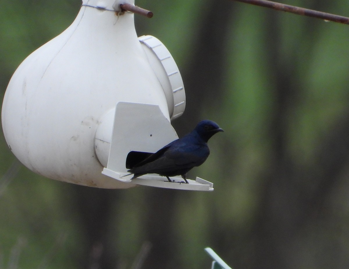 Purple Martin - ML634189800