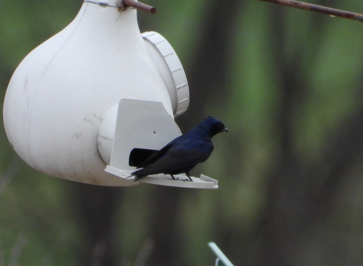 Purple Martin - ML634189801
