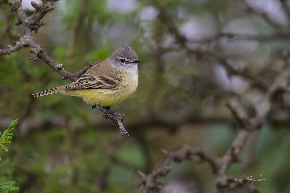 White-crested Tyrannulet (Sulphur-bellied) - ML634189990