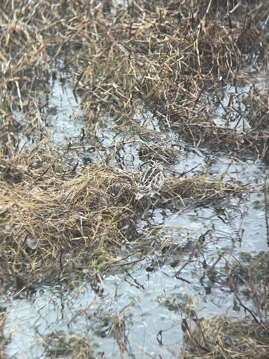 Wilsonbekassine - ML634189996