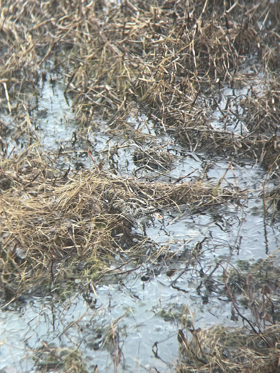 Wilsonbekassine - ML634189997