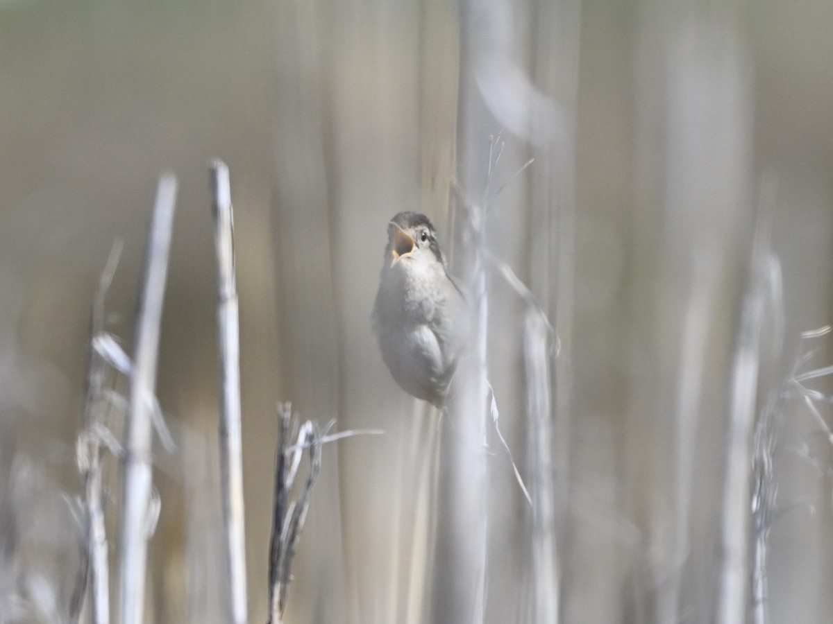 Marsh Wren - ML634190033