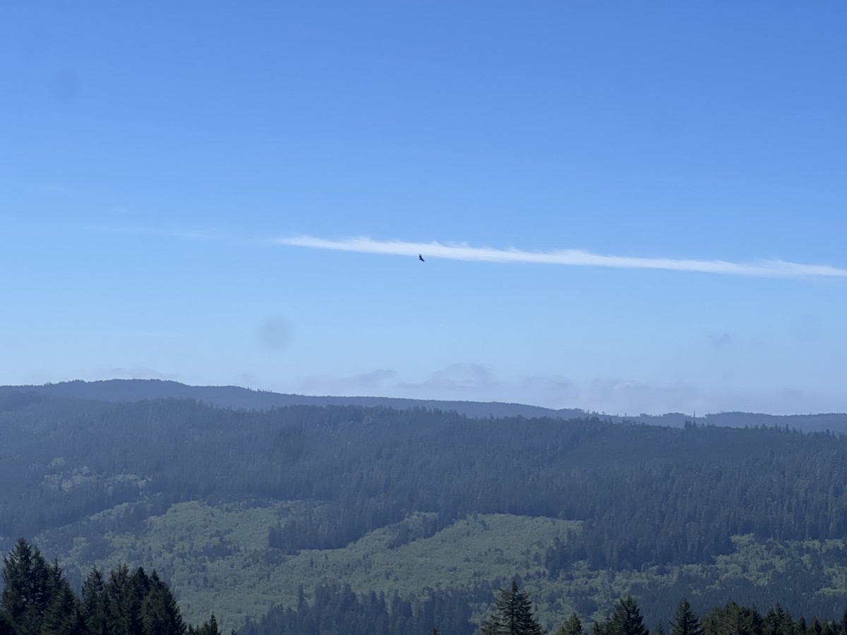 California Condor - ML634190165