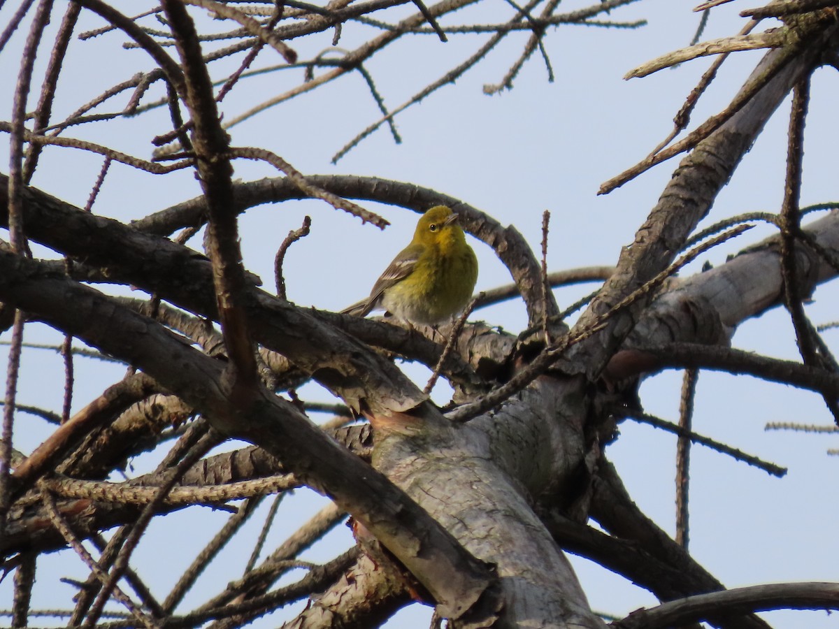 Pine Warbler - ML634190315