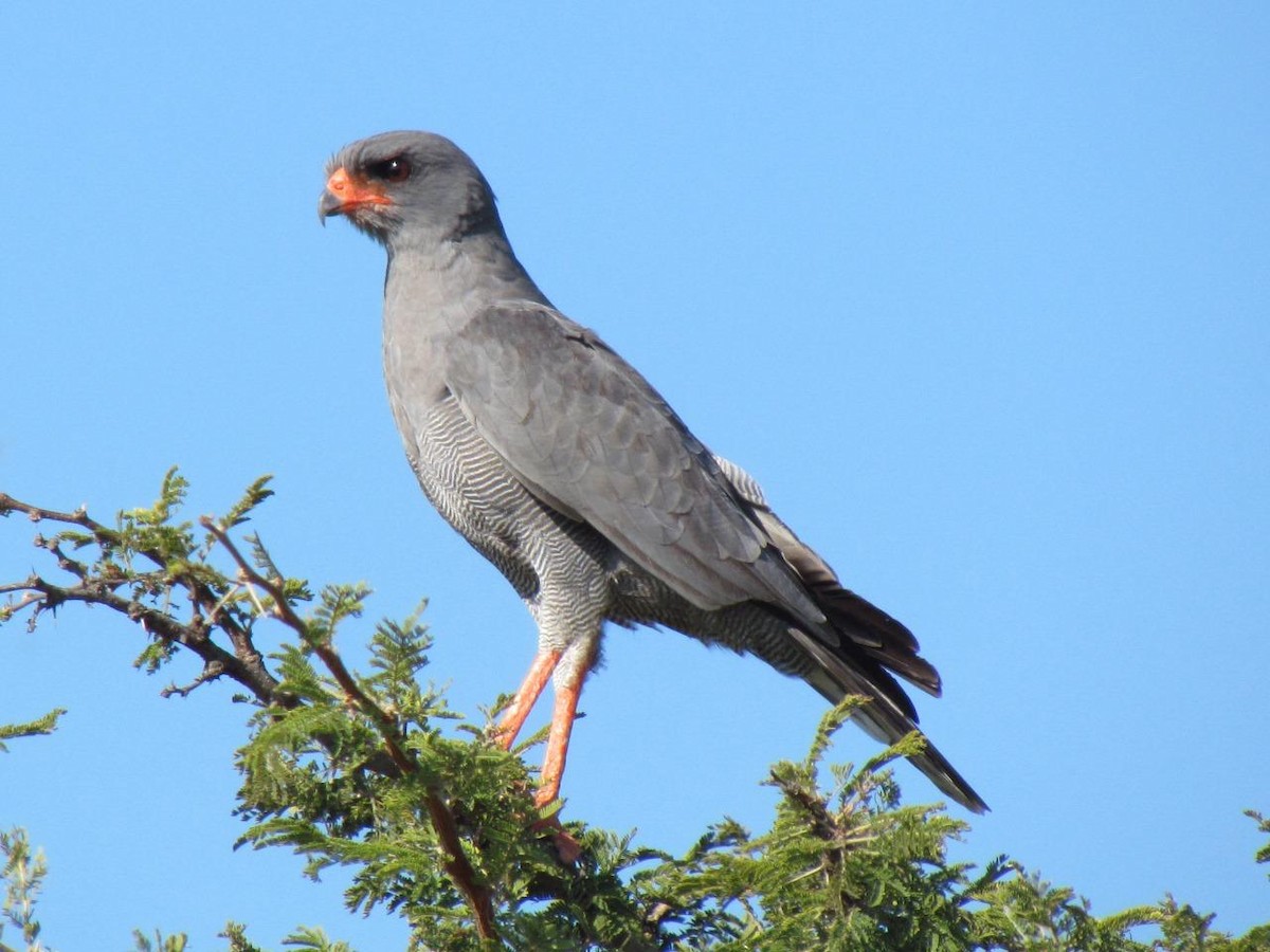 Dark Chanting-Goshawk - ML634190533