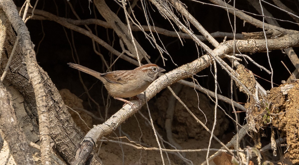 Rufous-crowned Sparrow - ML634190618