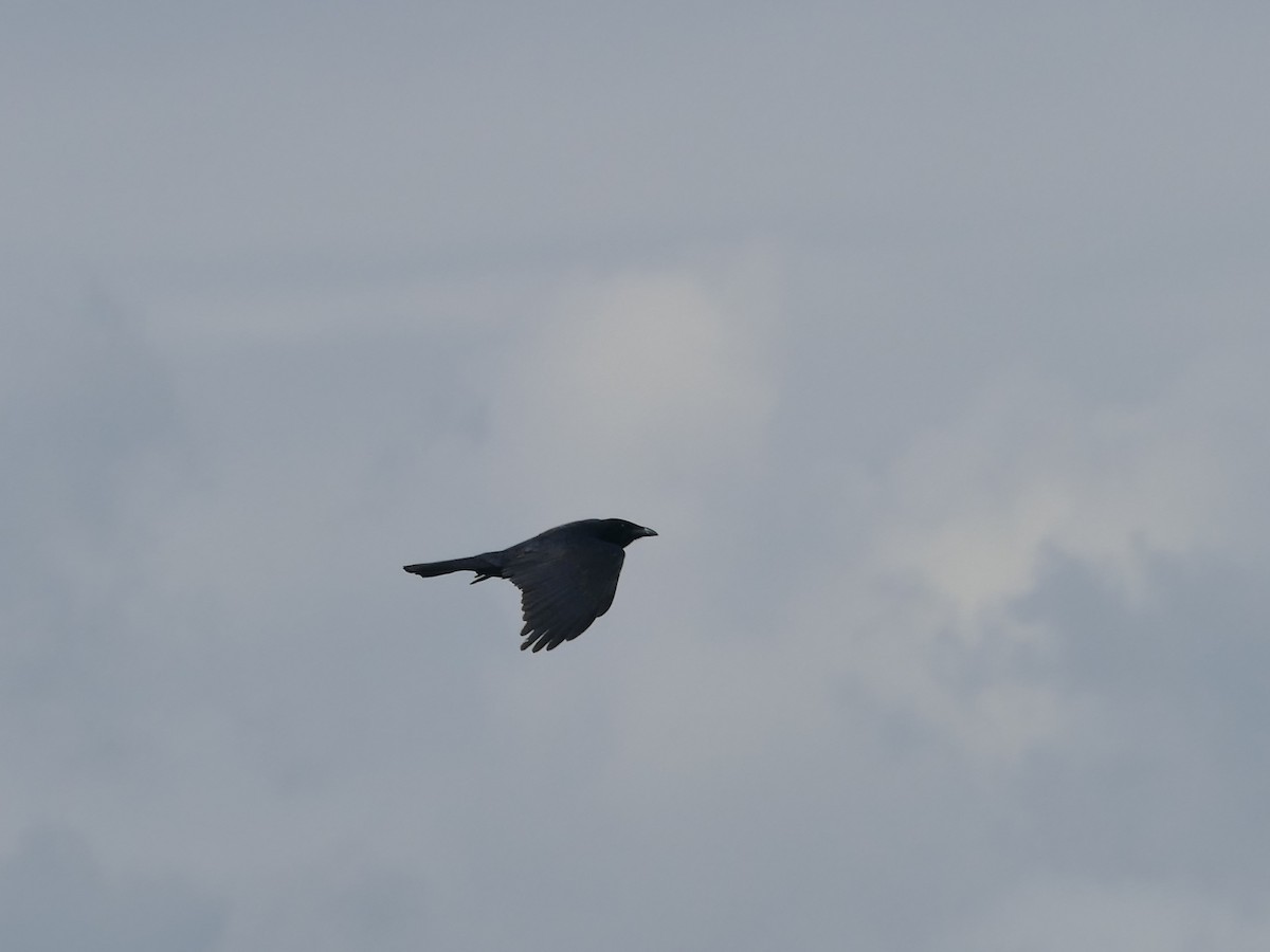 Fish Crow - ML634190657