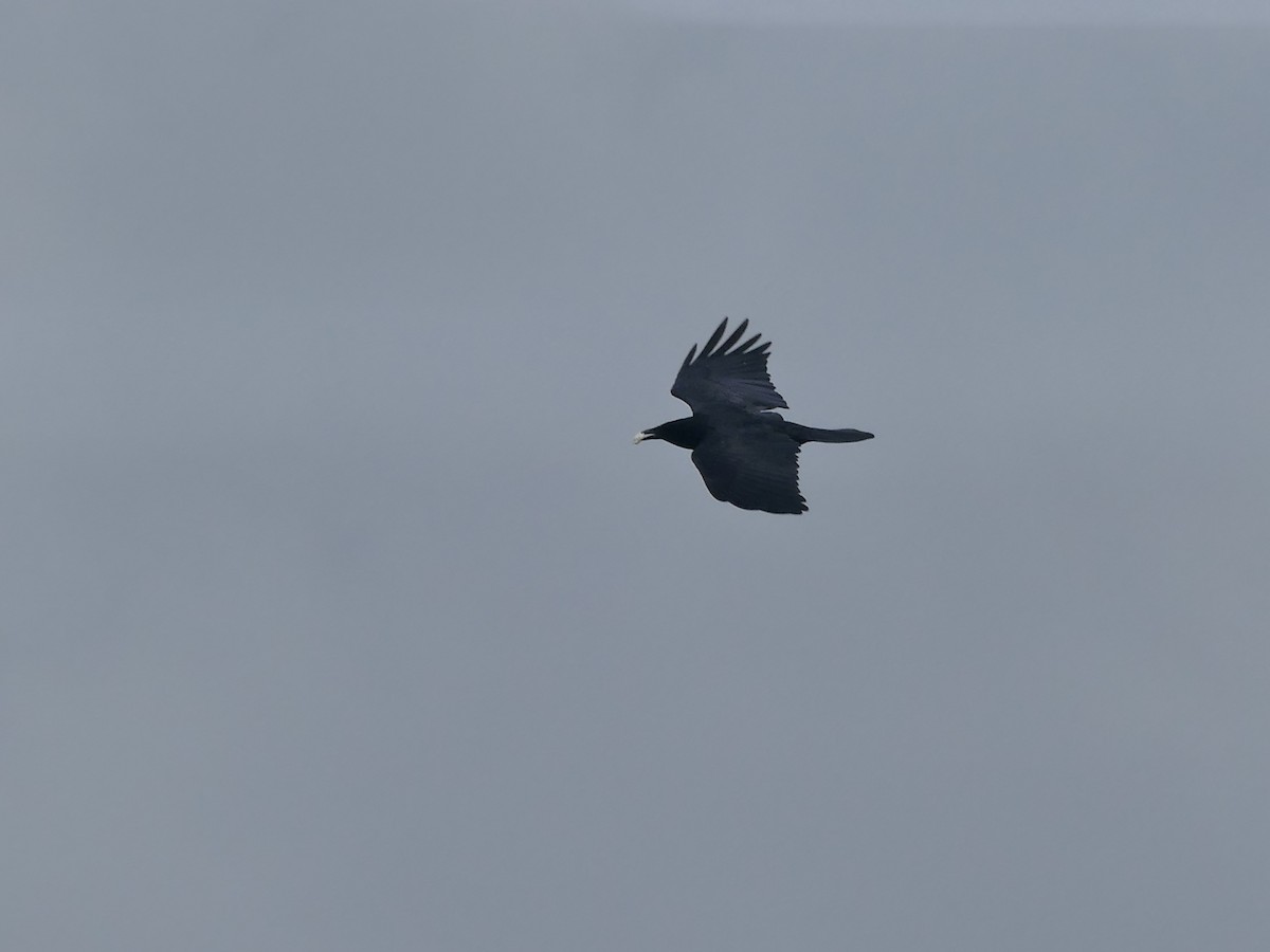 Fish Crow - ML634190678