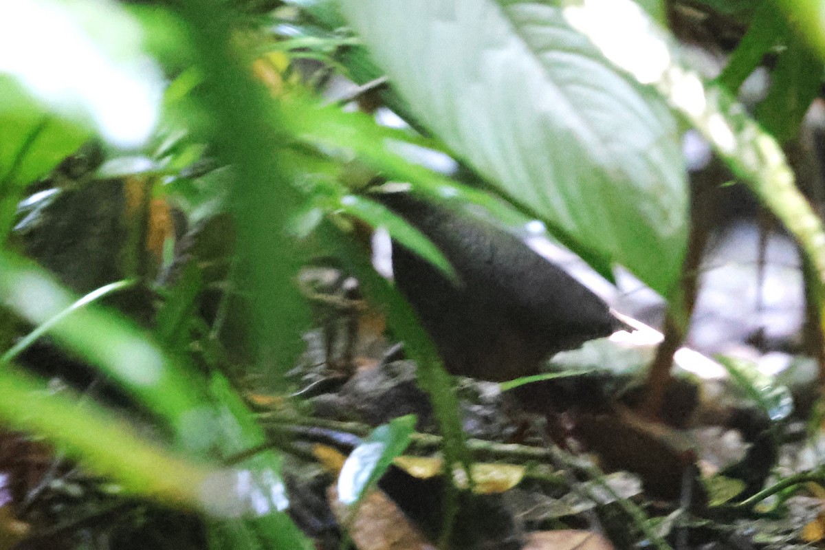 Olive-backed Quail-Dove - ML634190884