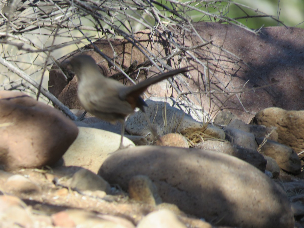 Crissal Thrasher - ML634190963