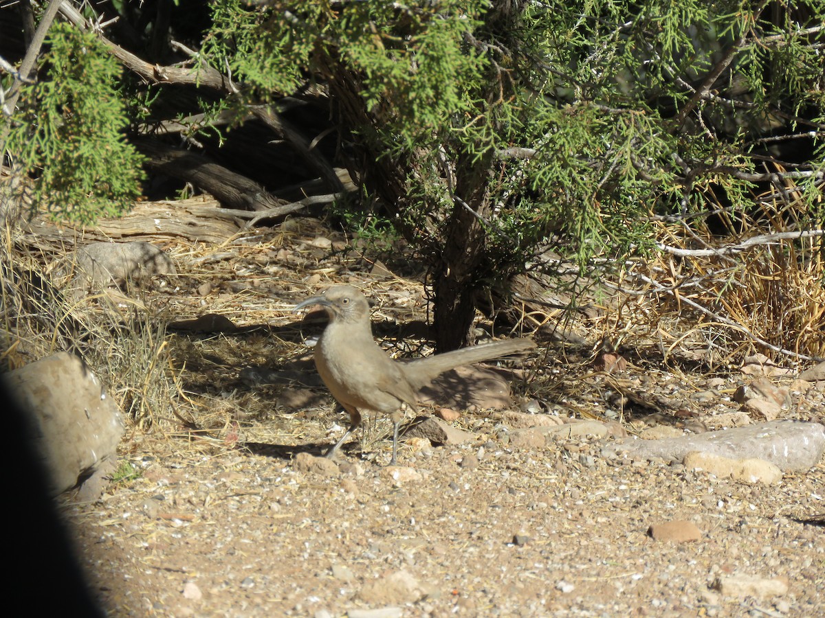Crissal Thrasher - ML634190964