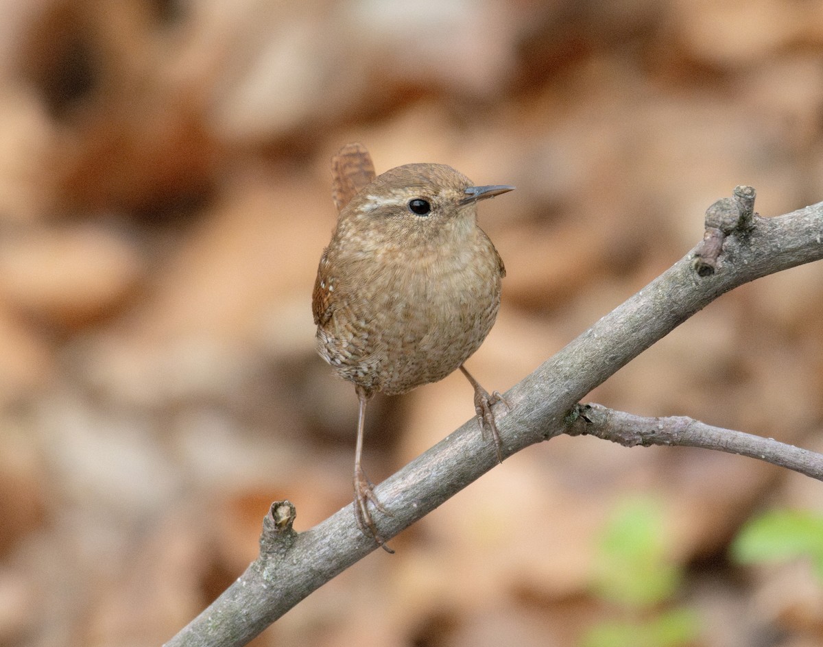 Winter Wren - ML634191011