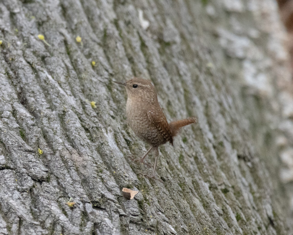 Winter Wren - ML634191016