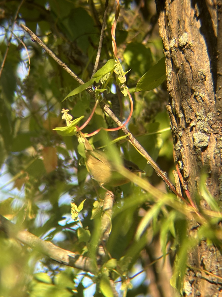 Weidengelbkehlchen - ML634191189