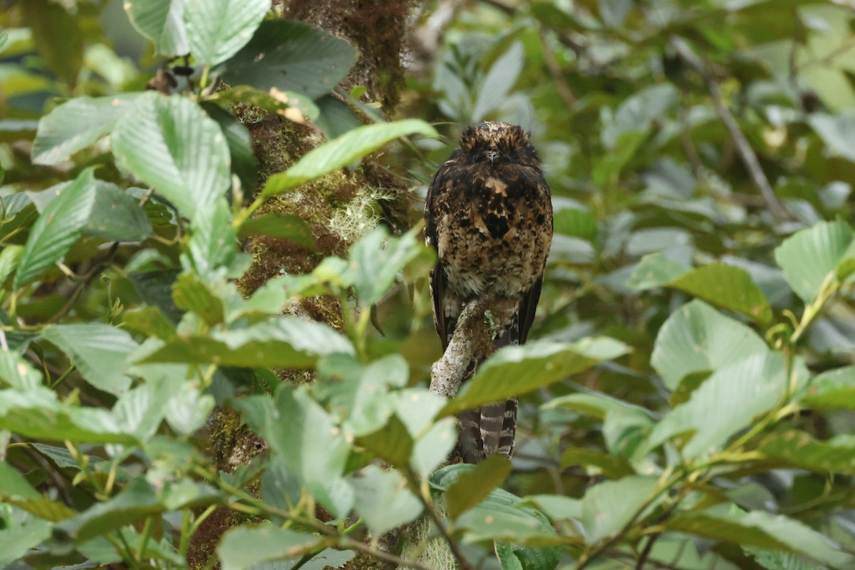 Andean Potoo - ML634191217