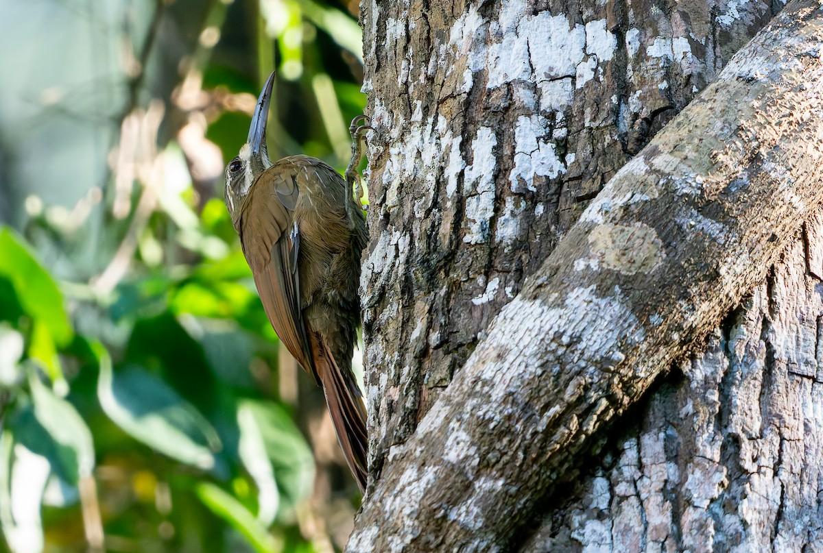Moustached Woodcreeper - ML634191379
