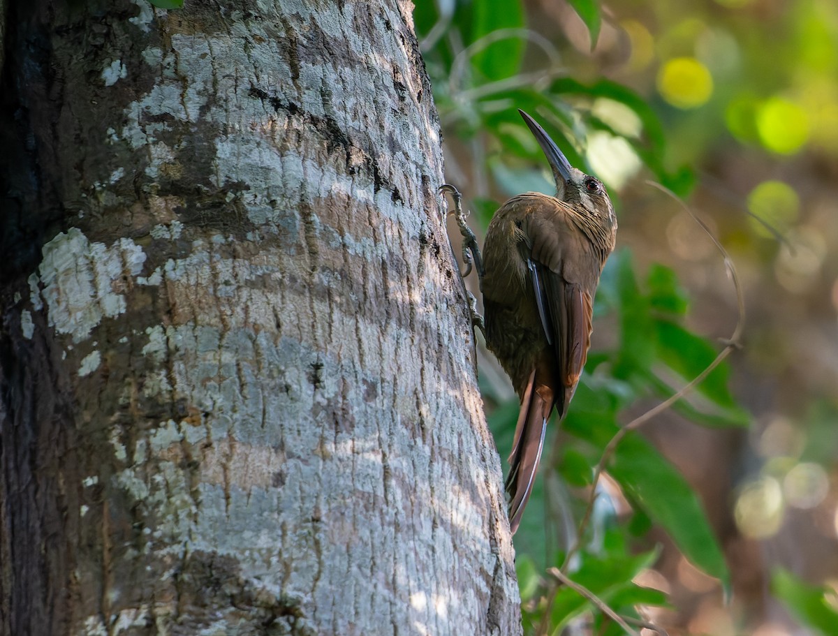 Moustached Woodcreeper - ML634191445