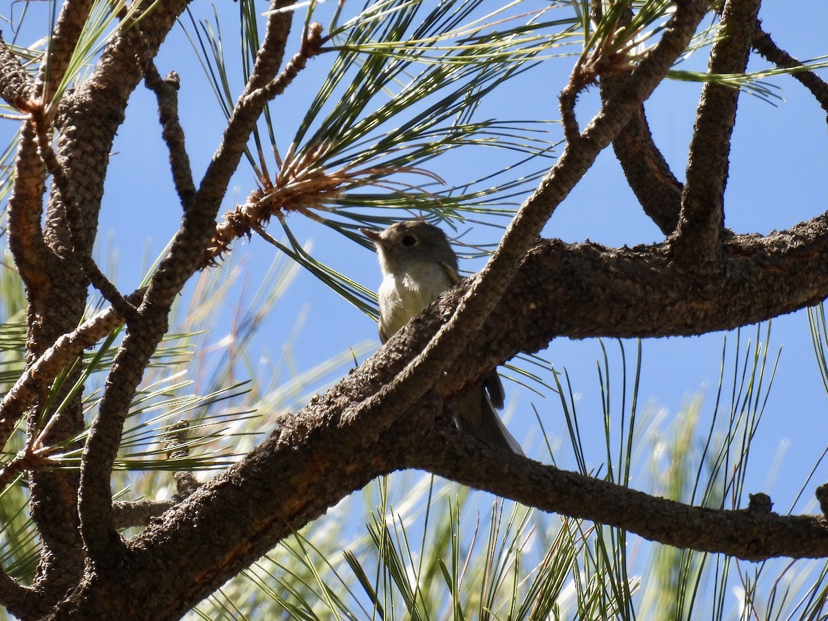 Hutton's Vireo - ML634191503