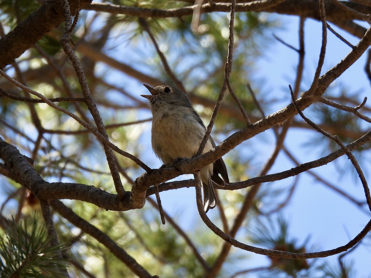 Hutton's Vireo - ML634191505