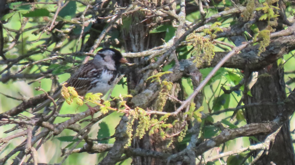 Harris's Sparrow - ML634191517