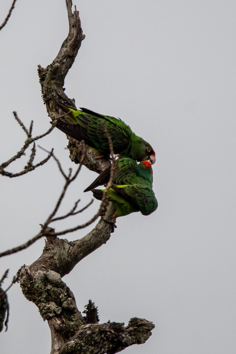 Red-fronted Parrot - ML634191518