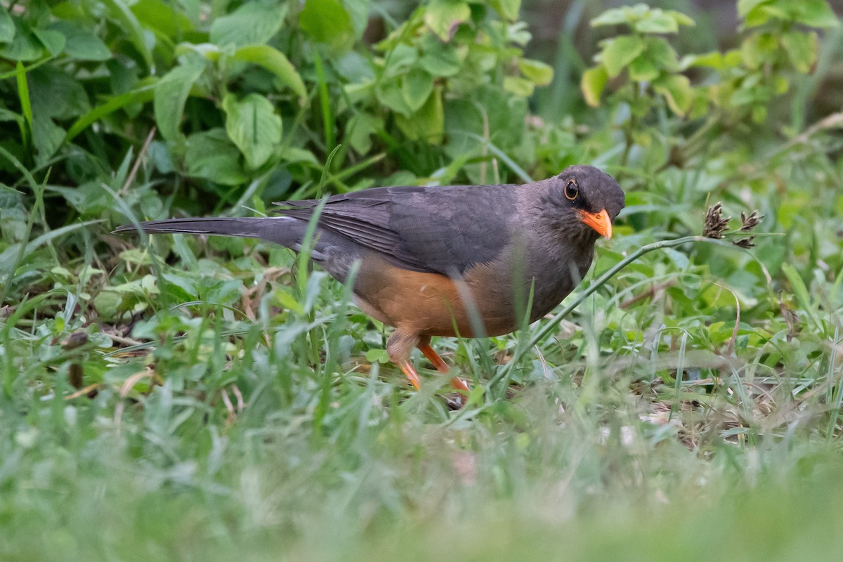 Abyssinian Thrush - ML634191553