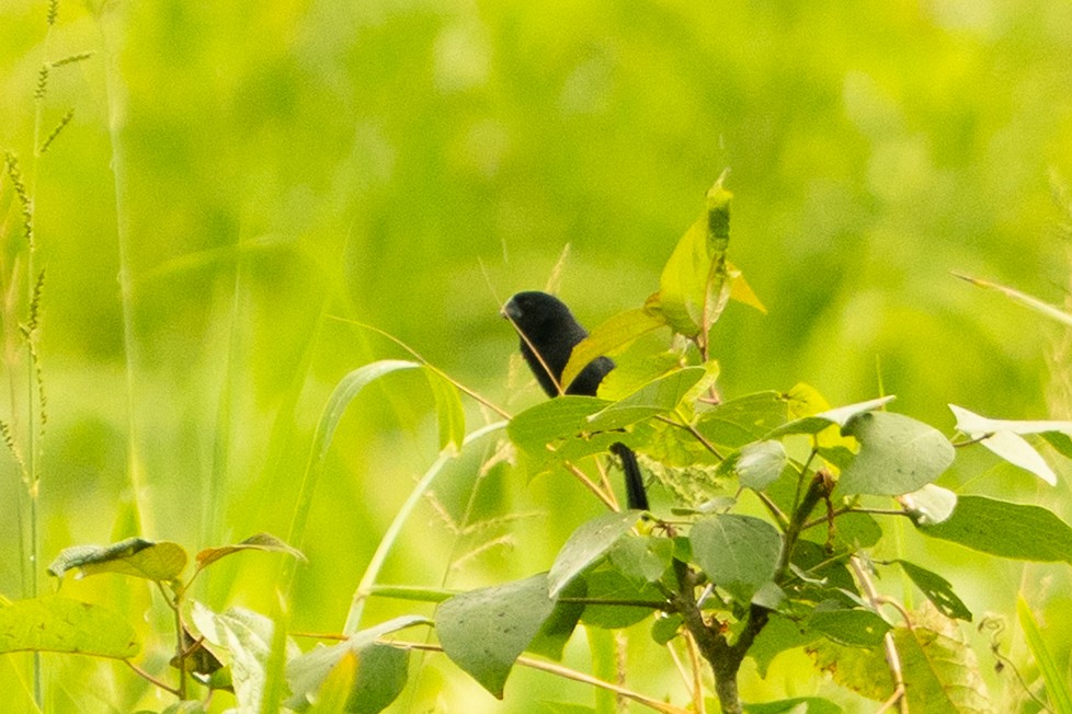 Black-billed Seed-Finch - ML634191663