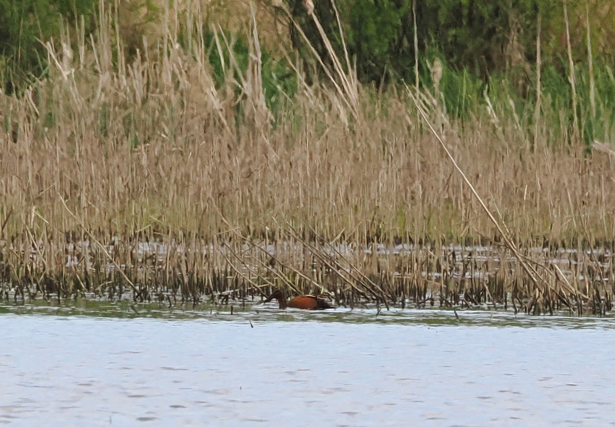 Cinnamon Teal - ML634191841