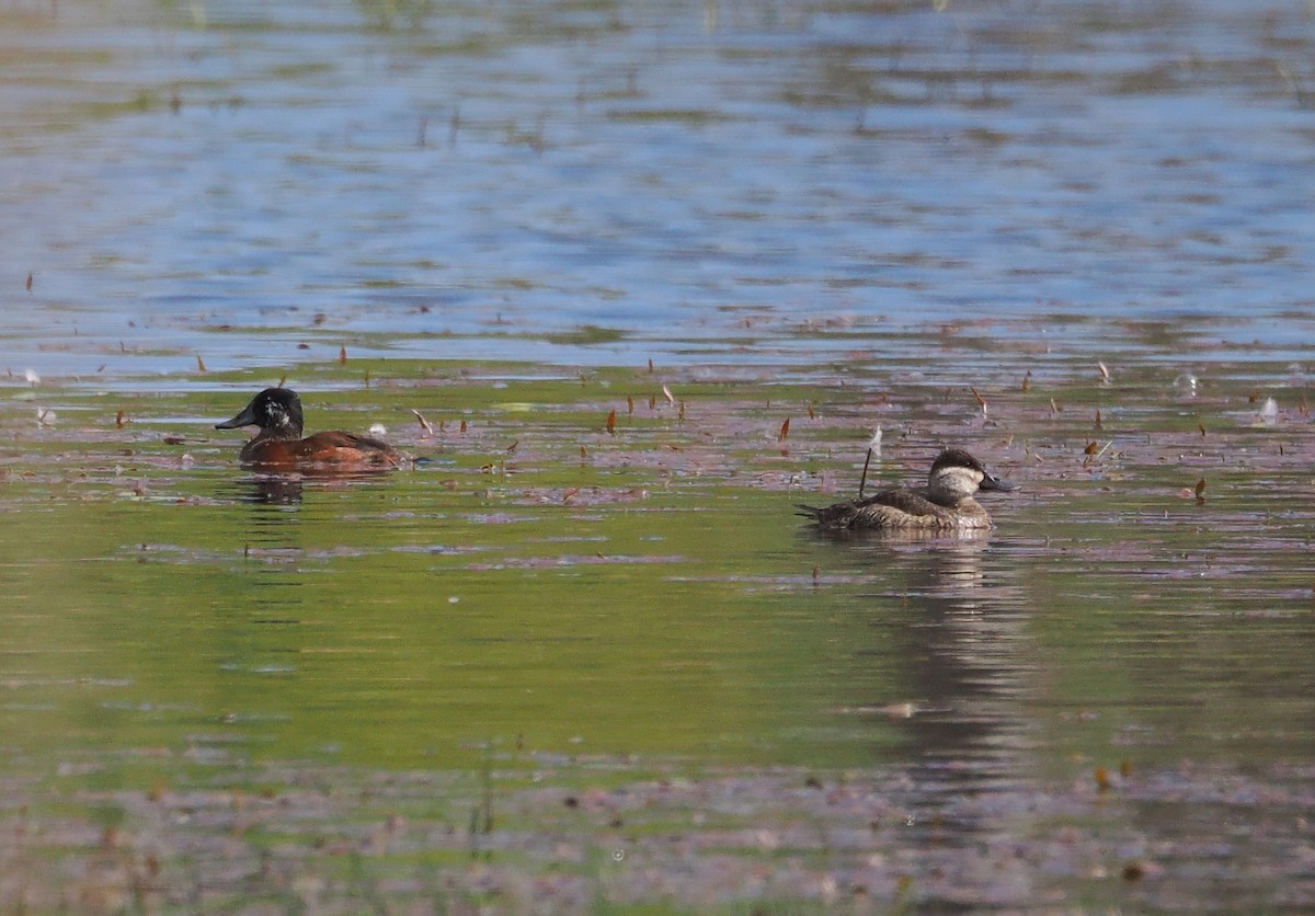 Ruddy Duck - ML634191860