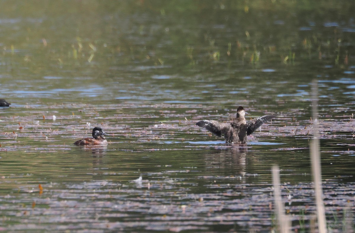 Ruddy Duck - ML634191862