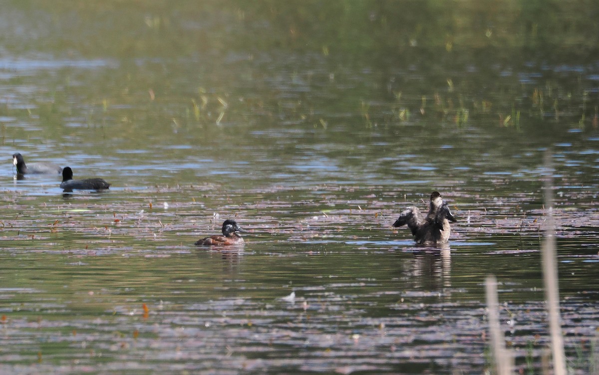 Ruddy Duck - ML634191864