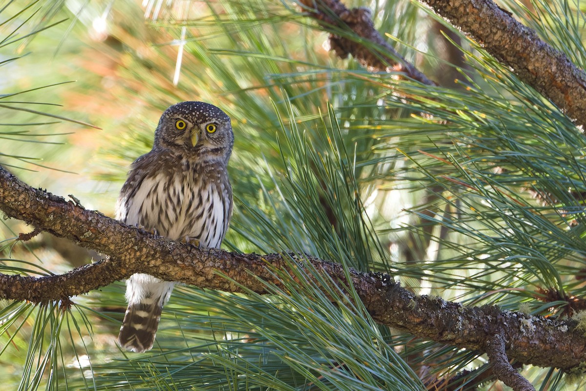 Northern Pygmy-Owl (Rocky Mts.) - ML634191989