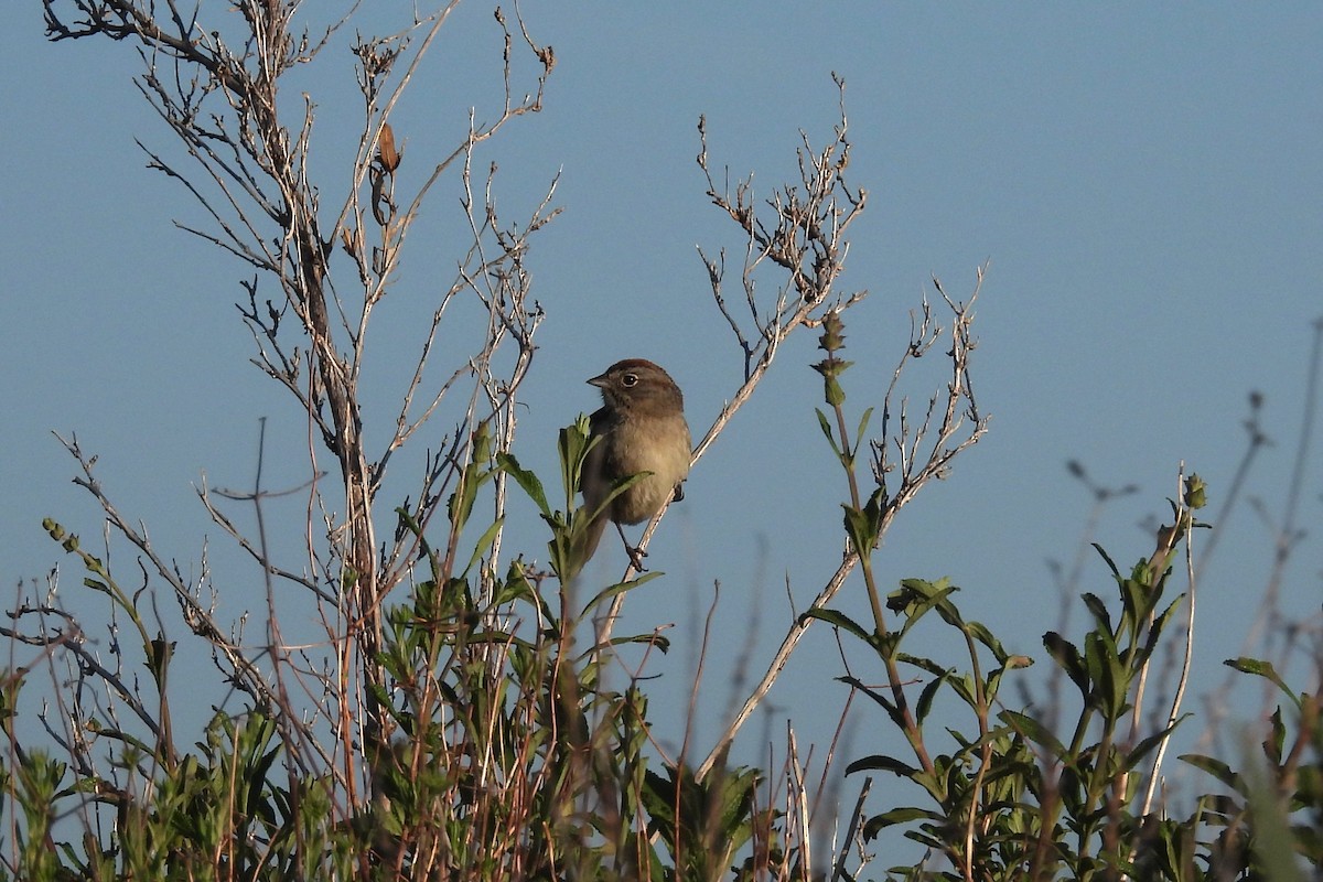 Rufous-crowned Sparrow - ML634192035
