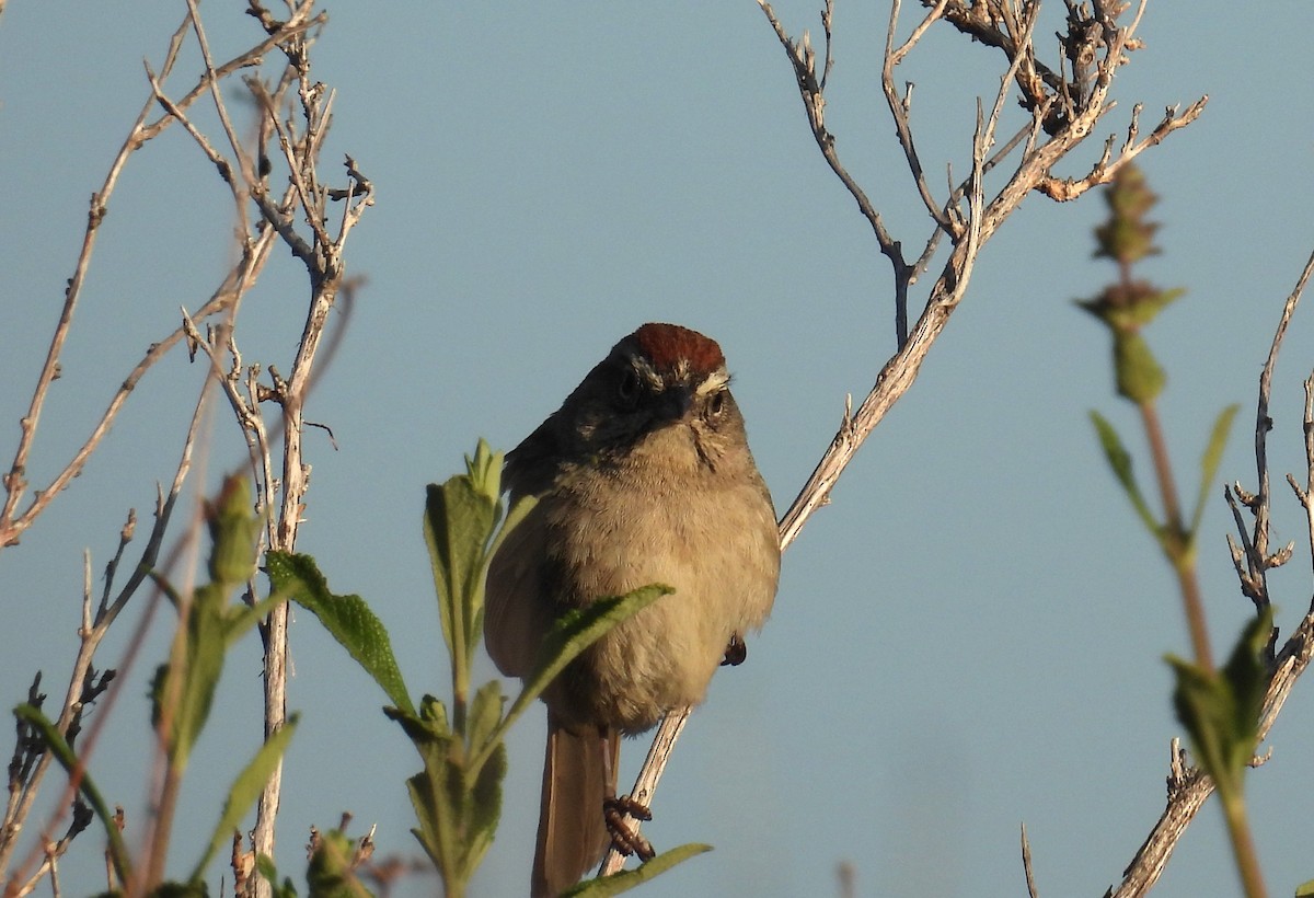 Rufous-crowned Sparrow - ML634192039