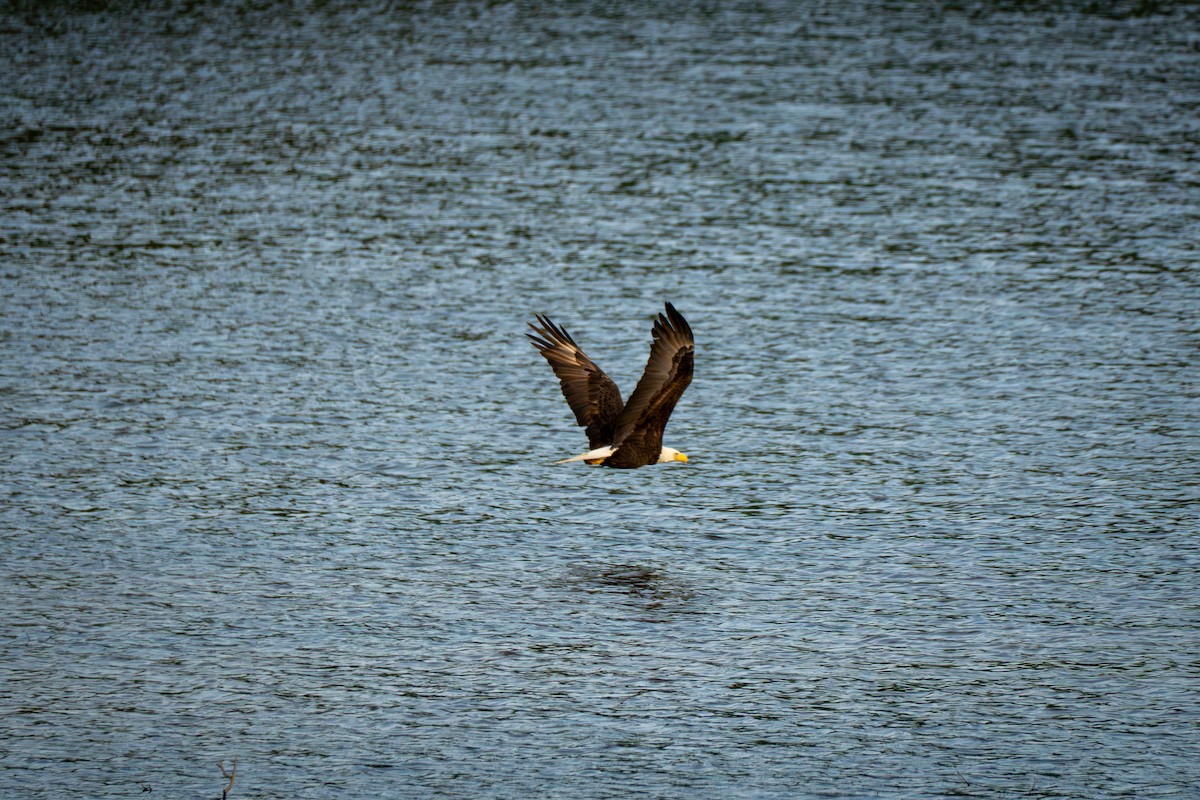 Bald Eagle - ML634192049