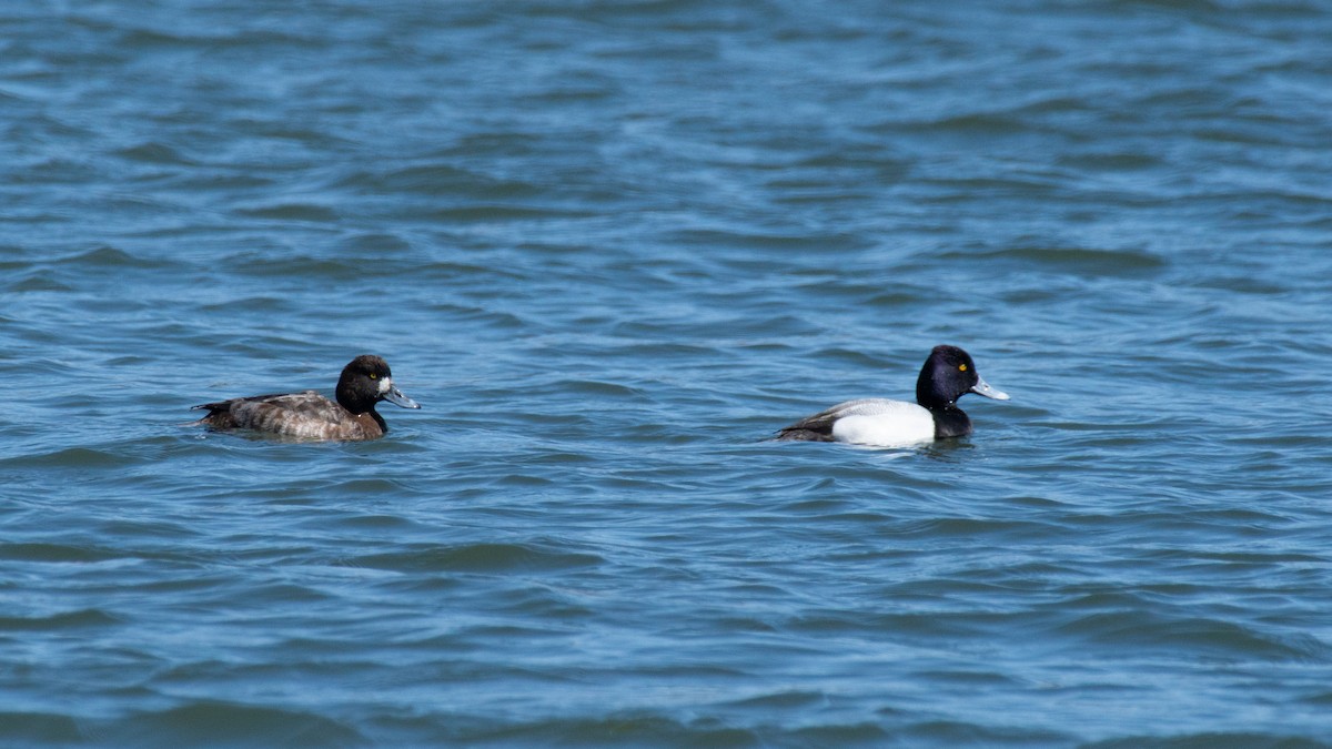 Lesser Scaup - ML634192182